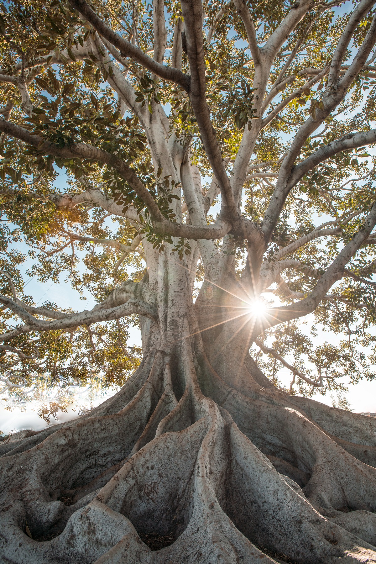 bark-branches-daylight-2422916