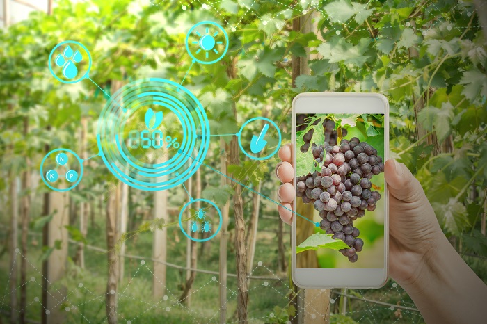 hand holding mobile phone inspecting grapes in agriculture garden with concept modern technologies