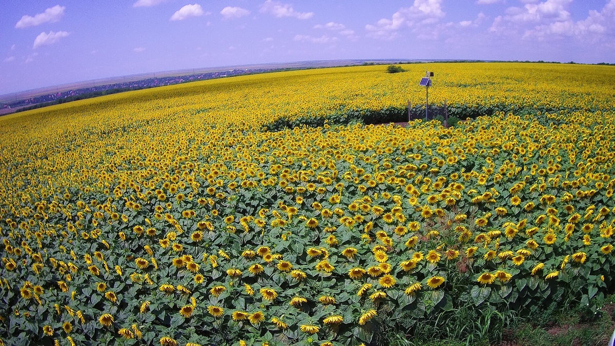 Vodafone România lansează o suită de soluții digitale pentru agricultură