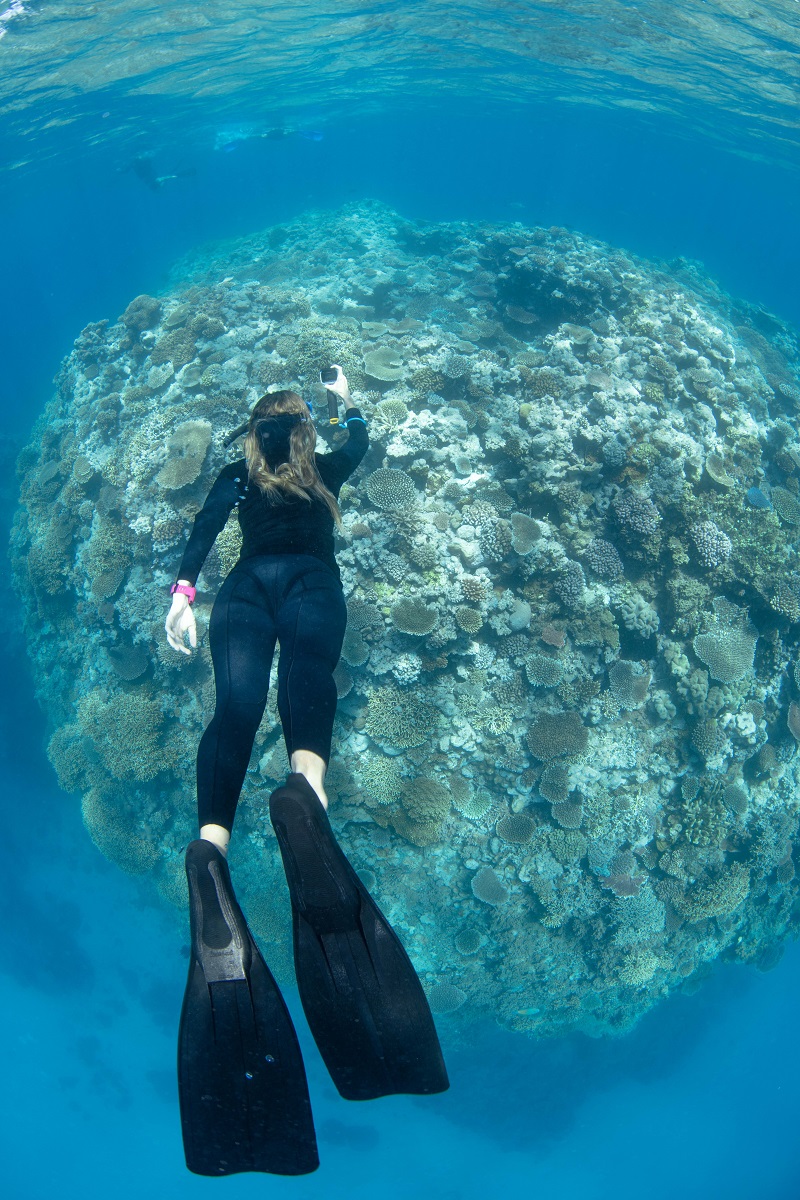 Diver Michelle Barry undertakes Great Reef Census survey (must credit_ Gabriel Guzman _ Underwater images)