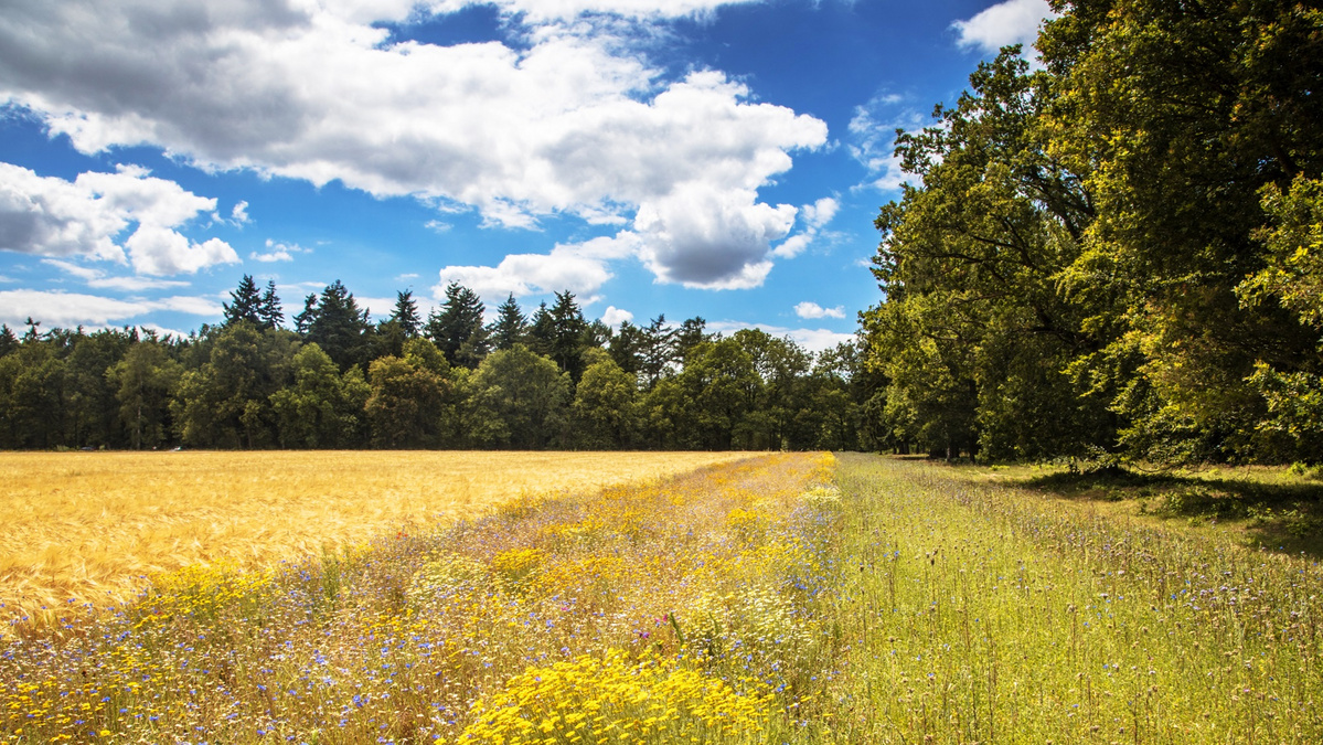 BASF Agricultural Solutions lansează un program de reducere a emisiilor de CO2 din ferme