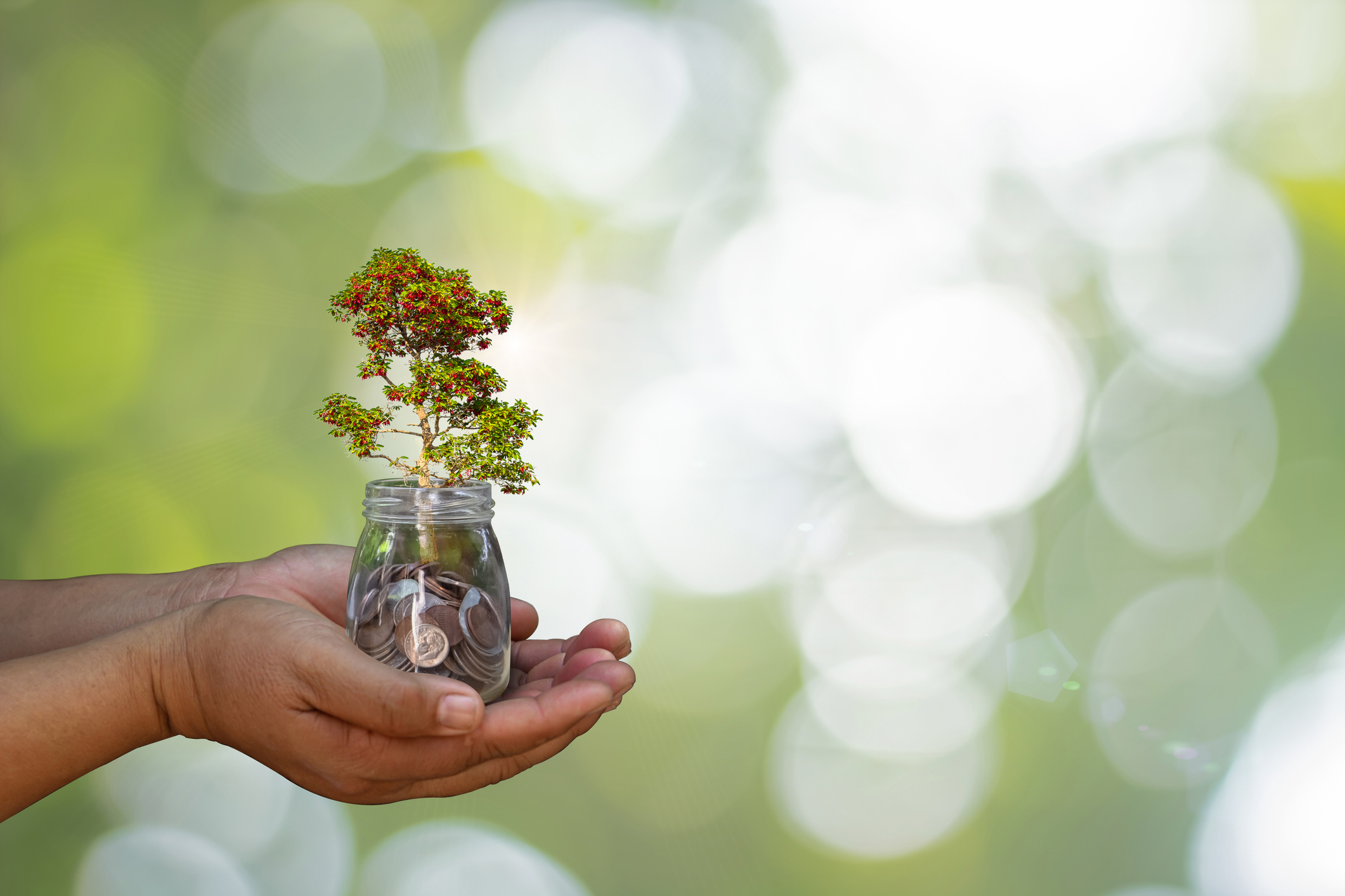 Big green tree plant growing out of coins in currency glass jar on hands bokeh green Background. Forest conservation concept. Saving money for future retirement.