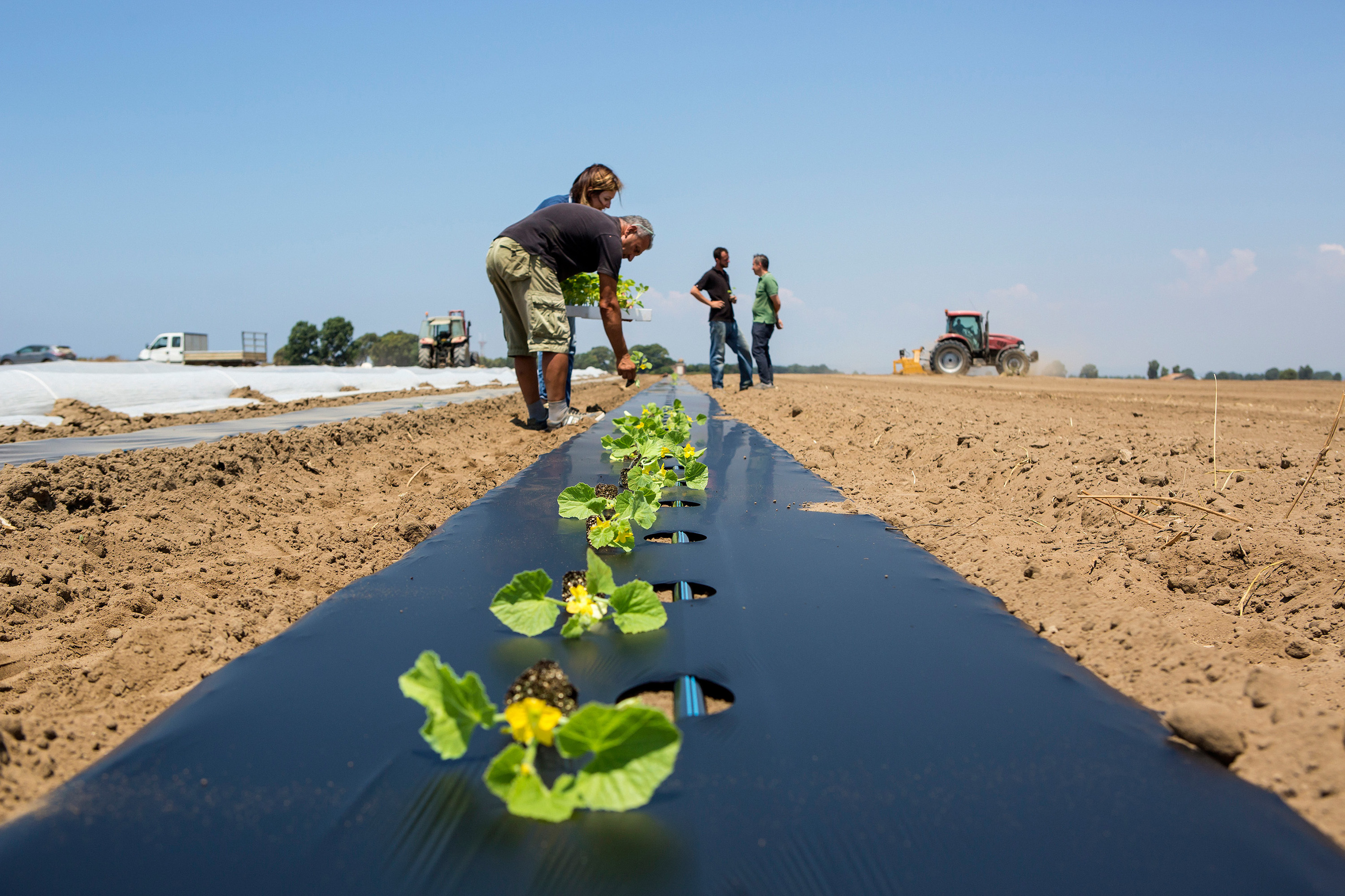 Bessere Gemüseproduktion mit biologisch abbaubarem Kunststoff / Better vegetable production with biodegradable plastic