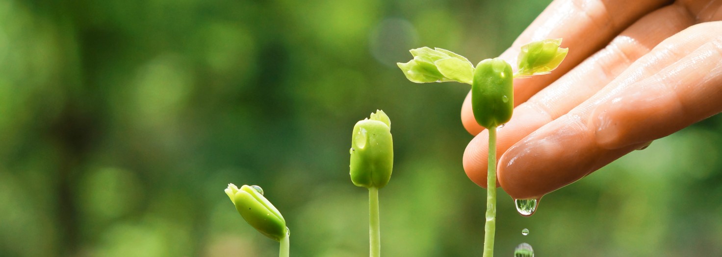 growing-plants_w1472xh525