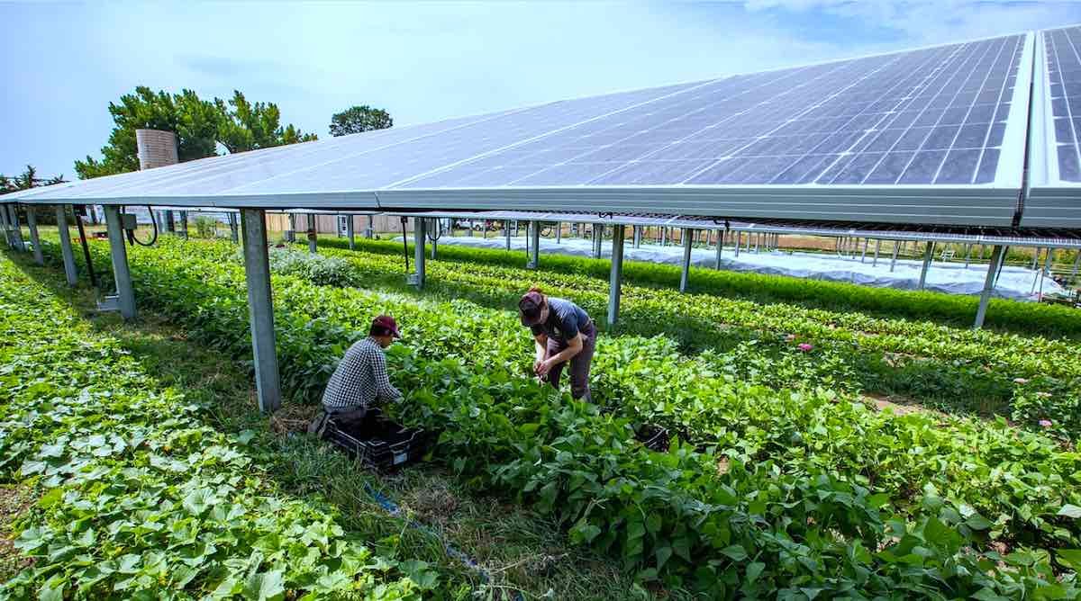 Energia solară se întâlnește cu agricultura