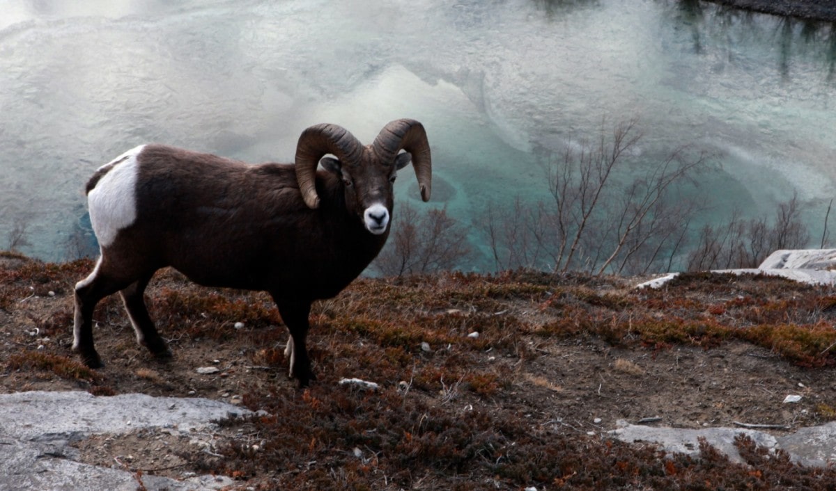 Noutățile lunii decembrie la National Geographic și National Geographic Wild