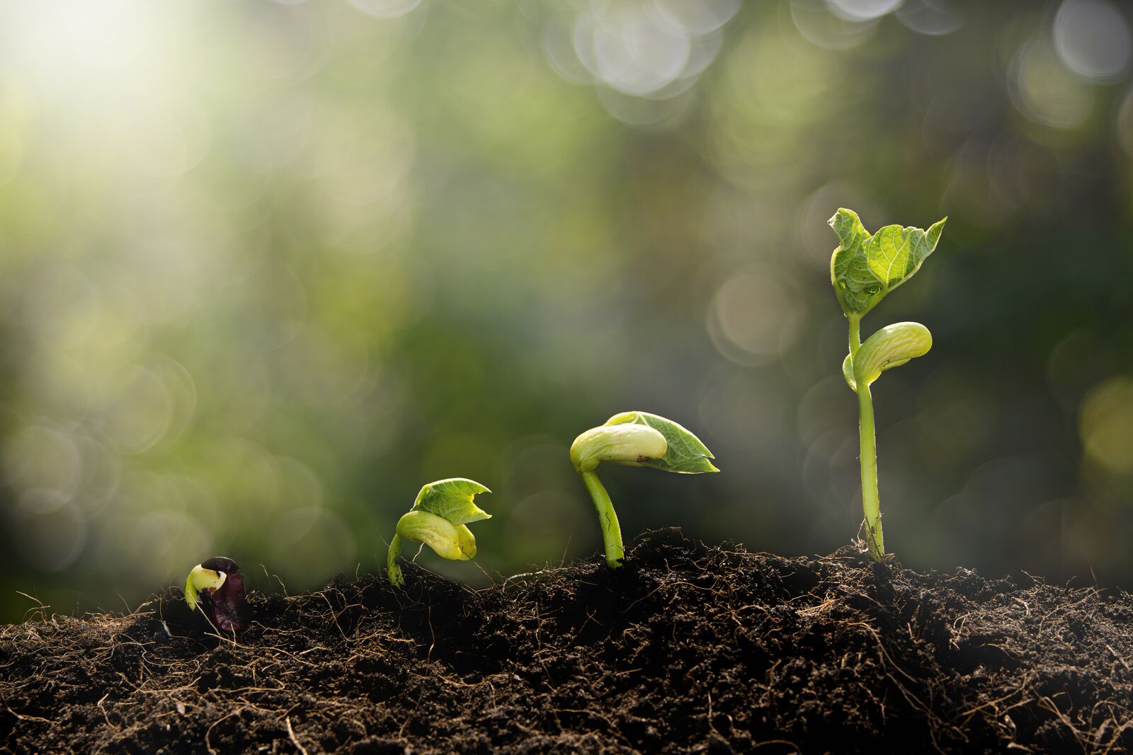 SGS, recunoscută din nou de către MSCI și FTSE4Good pentru performanța sa de top în domeniul ESG
