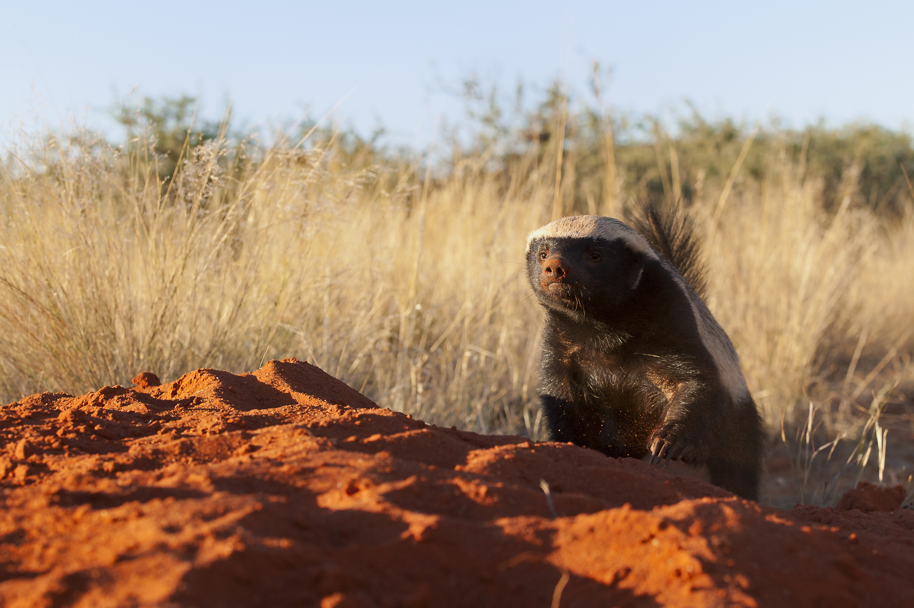 NGC: UltimateHoney Badger (aka Street Fighter of the Savannah Honey Badger) Ep. CODE: 10622 IBMS# 043300