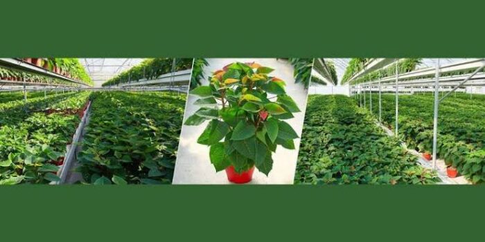 Bloemen International își transformă operațiunile cu SAP Business One