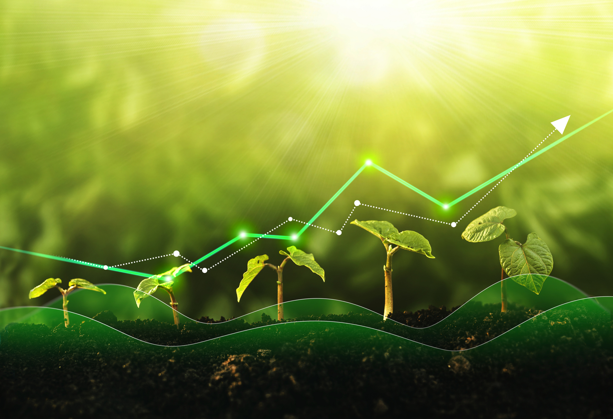 Seedling are growing from the rich soil. Concept of business growth, profit, development and success.
